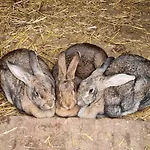 Homestay Et Animaux De La Ferme