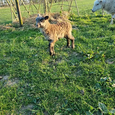 Et Animaux De La Ferme Chambord (Eure)