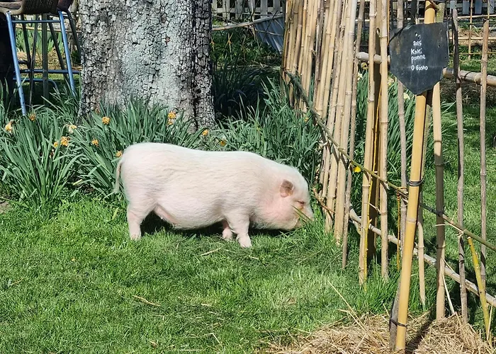 Et Animaux De La Ferme Séjour chez l'habitant Chambord (Eure)