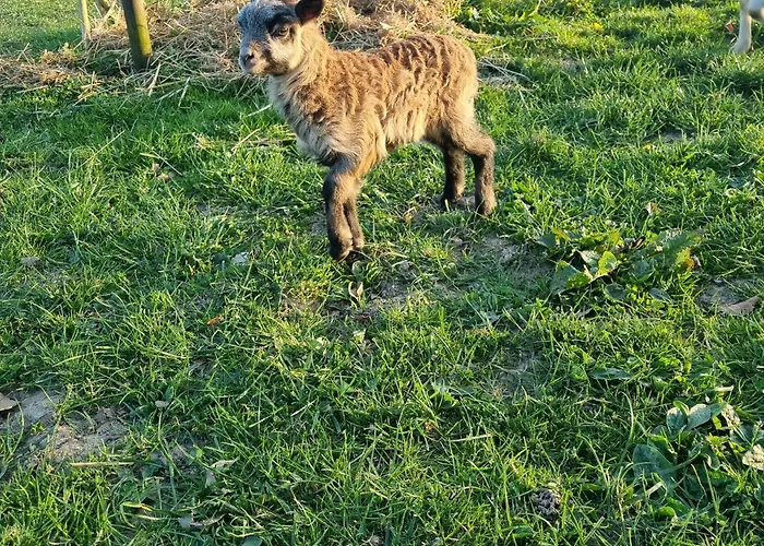 Et Animaux De La Ferme Chambord (Eure)