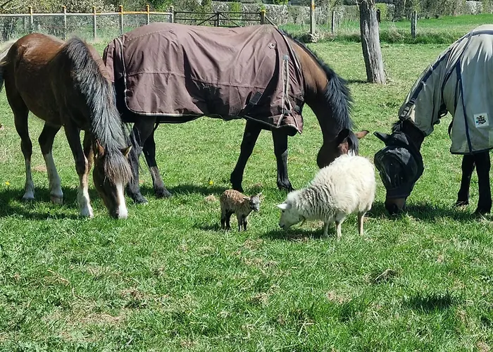 Et Animaux De La Ferme