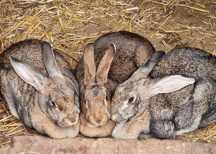 Séjour chez l'habitant Et Animaux De La Ferme